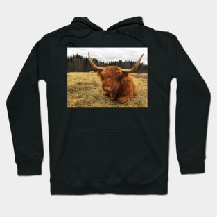 Scottish Highland Cattle Cow 2366 Hoodie